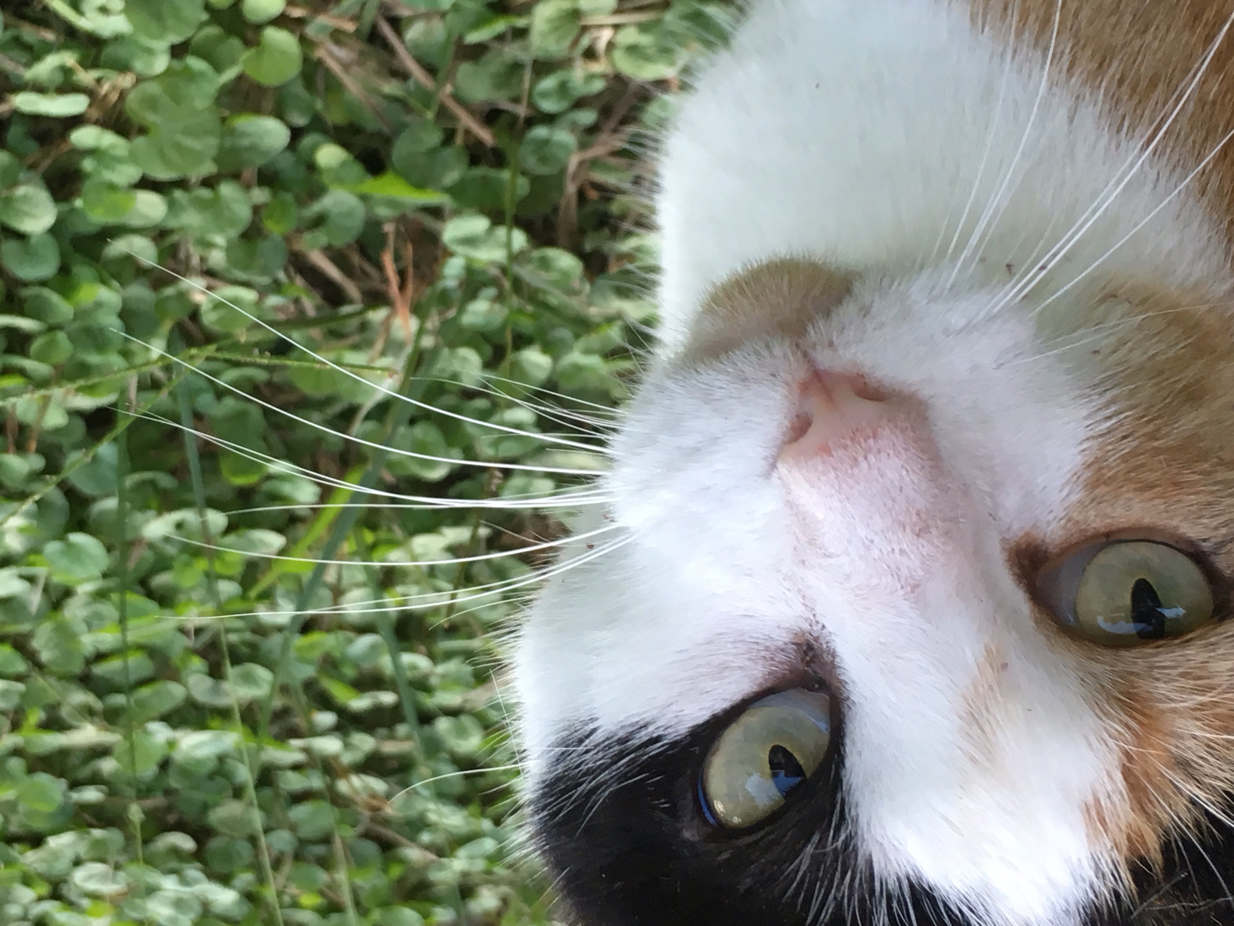 Nunnery Veterinary Clinic Home